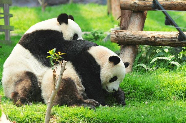 Quels sont les meilleurs endroits pour observer les pandas géants en Chine : conseils et meilleures périodes ?